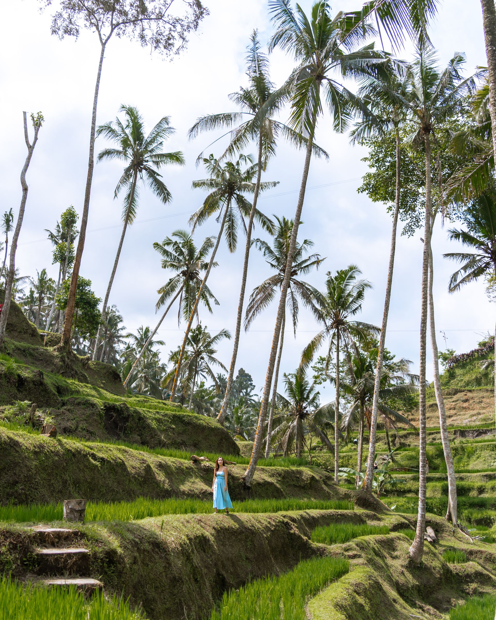 Rice terraces in Bali, Indonesia