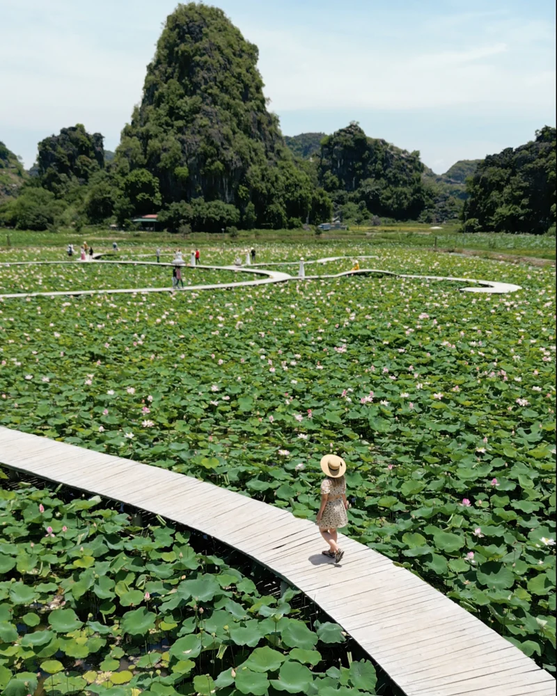 Woman walking through lotus pond in Ninh Binh, Vietnam.